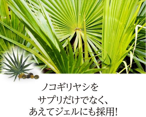 ノコギリヤシ含有量NO.1